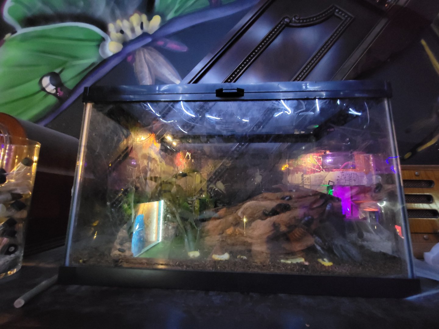 Philly Insectarium - Unsigned, Madagascar hissing cockroaches?