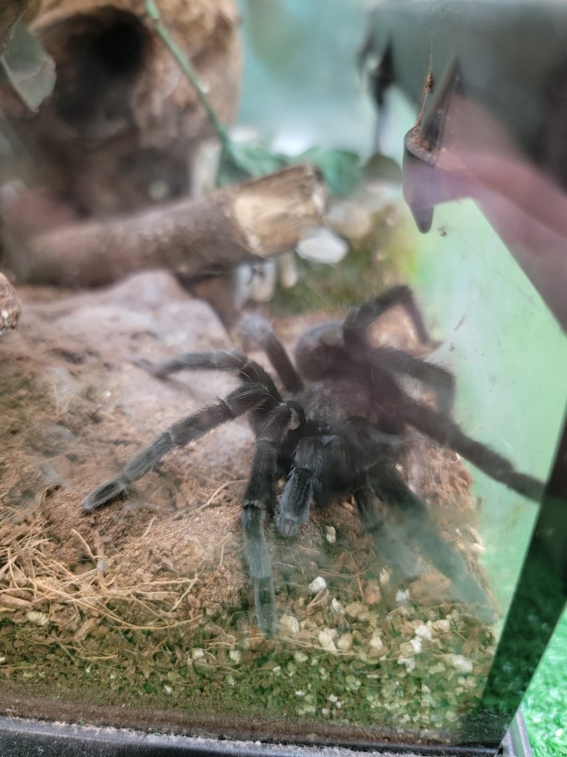 Philly Insectarium - Unsigned, tarantula ID?