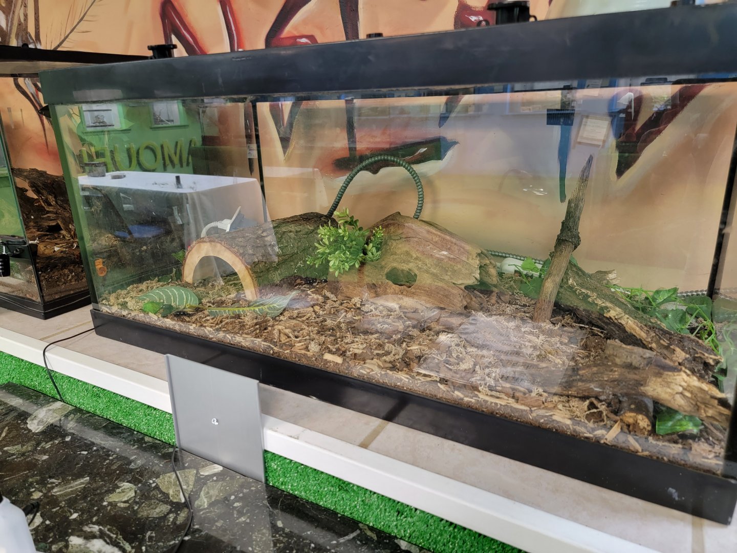 Philly Insectarium - Unsigned, two spot assassin bug maybe?