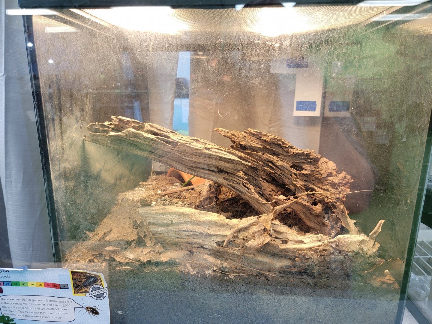 Philly Insectarium - Unspecified isopoda species