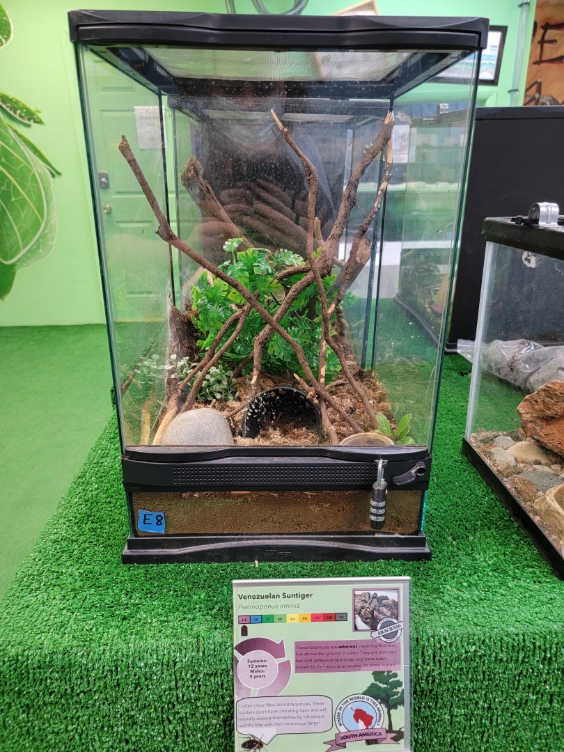Philly Insectarium - Venezuelan suntiger tarantula