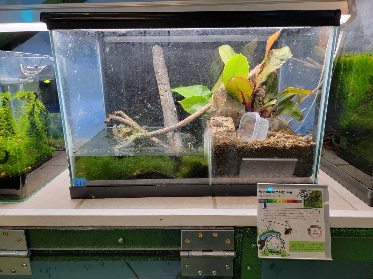 Philly Insectarium - Vietnamese mossy frogs
