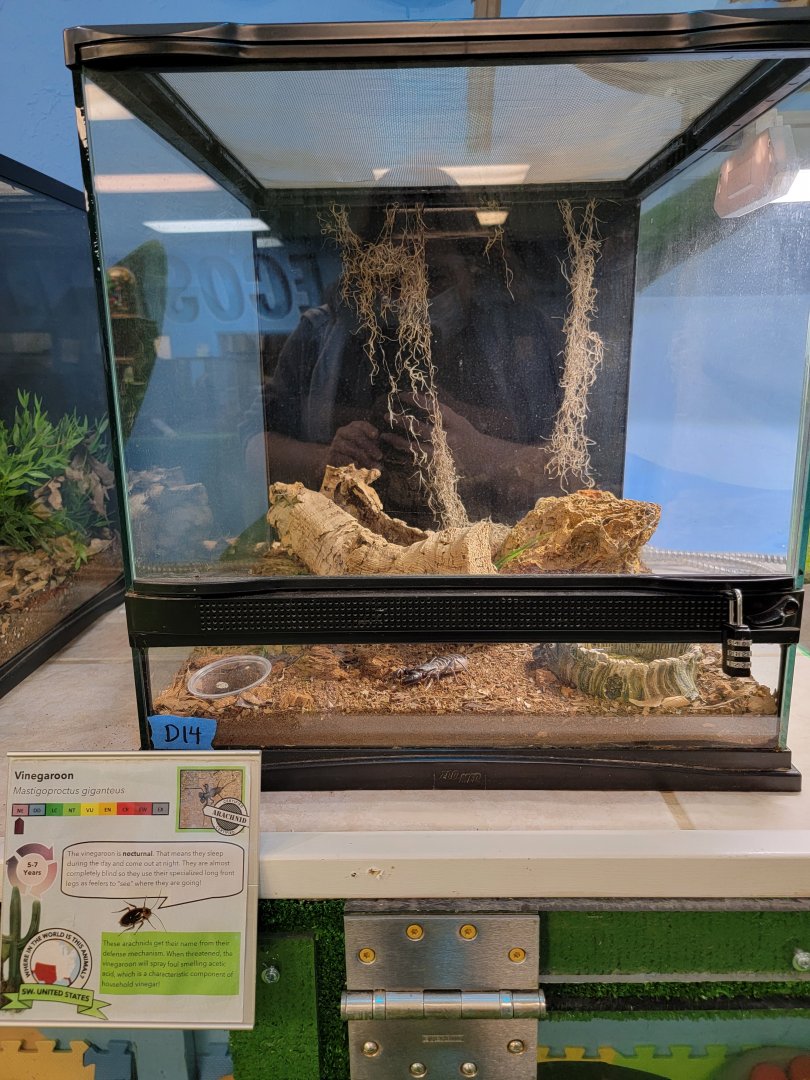 Philly Insectarium - Vinegaroon / Giant whip scorpion