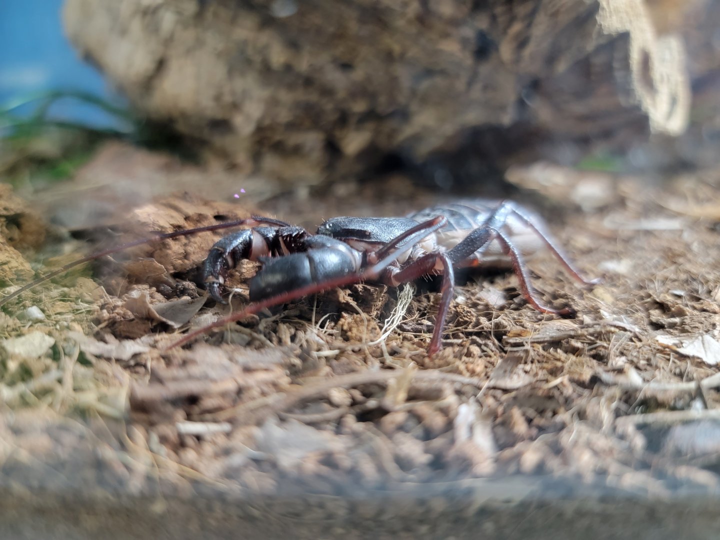 Philly Insectarium - Vinegaroon / Giant whip scorpion
