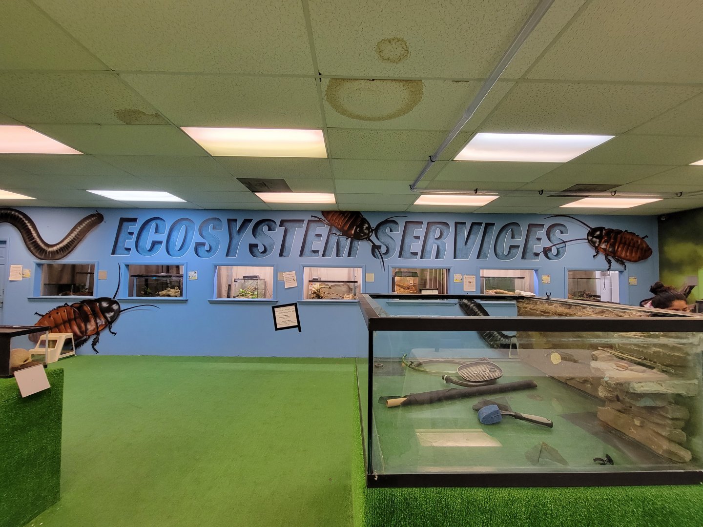 Philly Insectarium - Wall murals