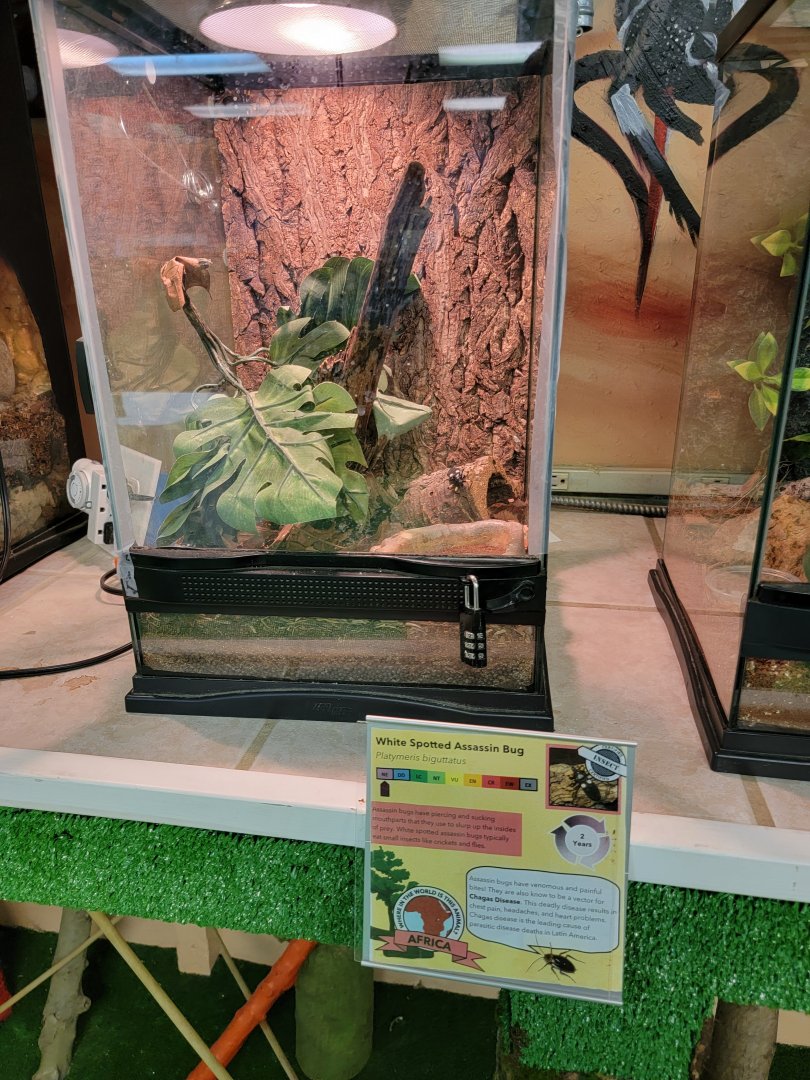 Philly Insectarium - White spotted assassin bug