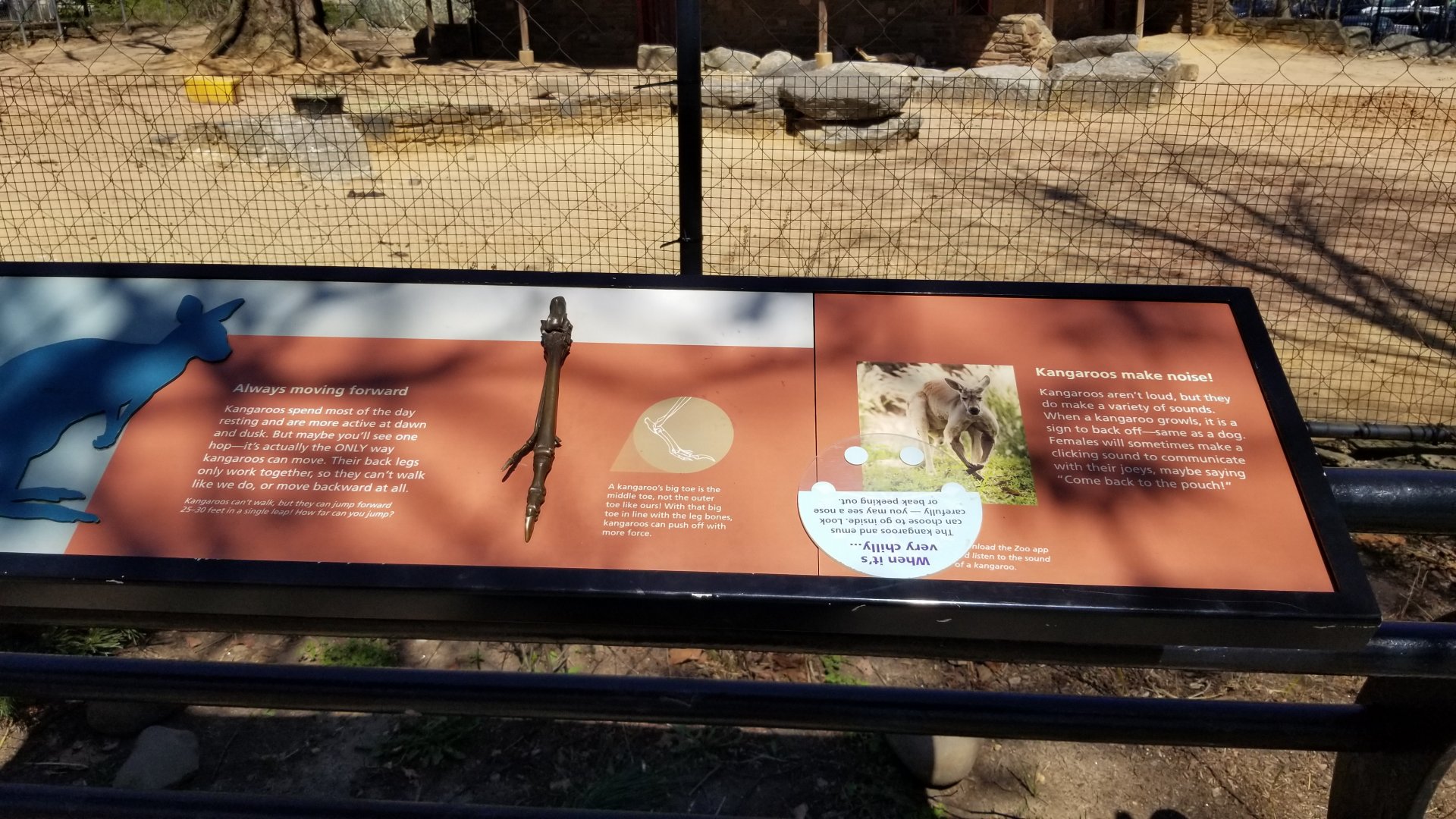 Philly - Kangaroo leg bone sculpture