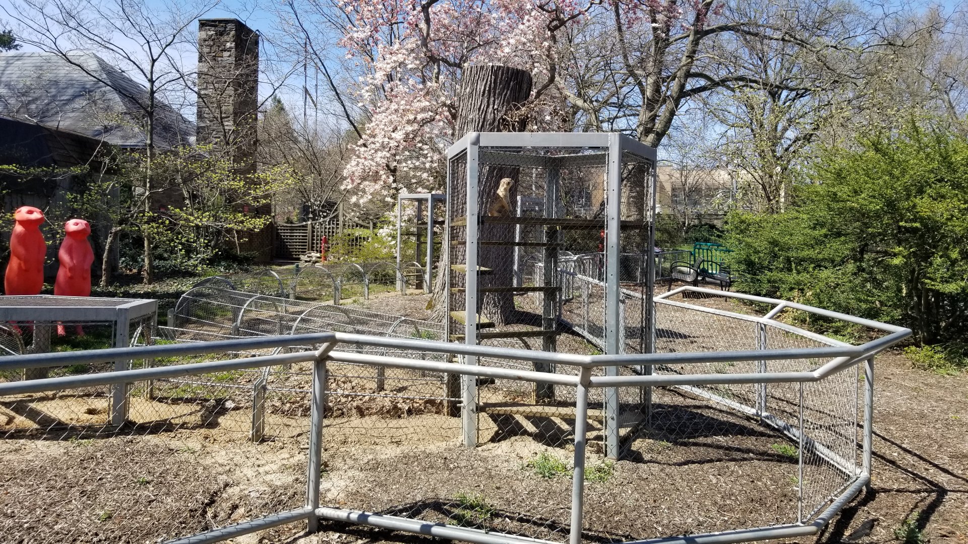 Philly - Meerkat lookout