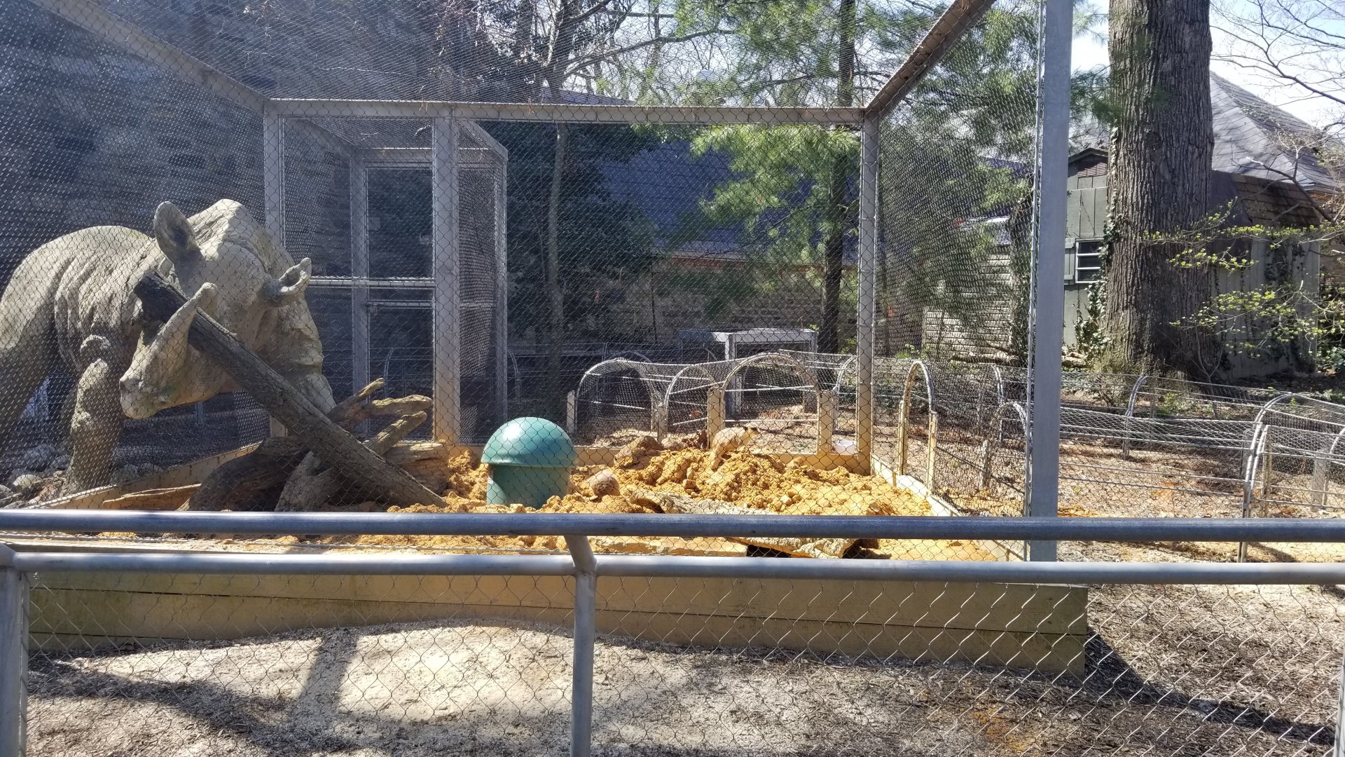 Philly - Meerkats digging