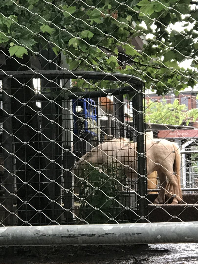 Philly-mini horse