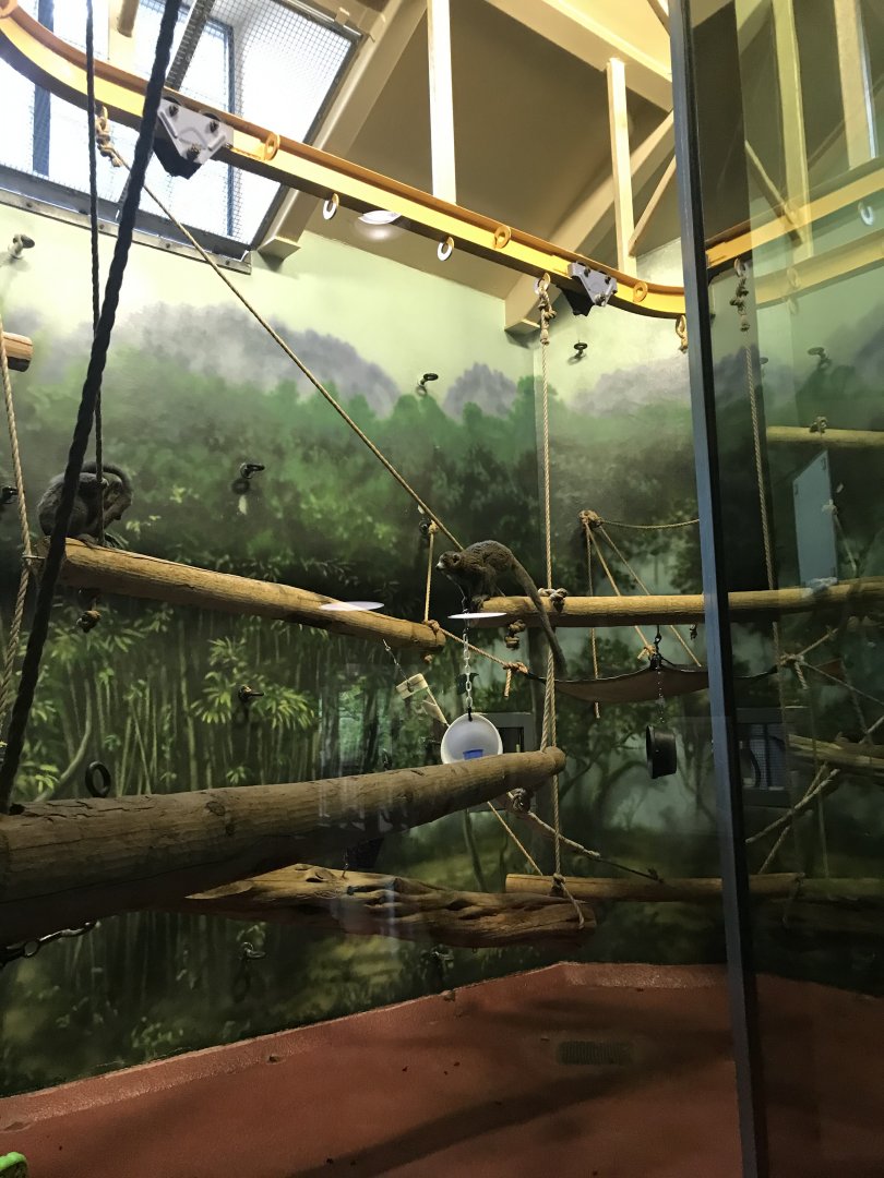 Philly-mongoose lemurs in new exhibit