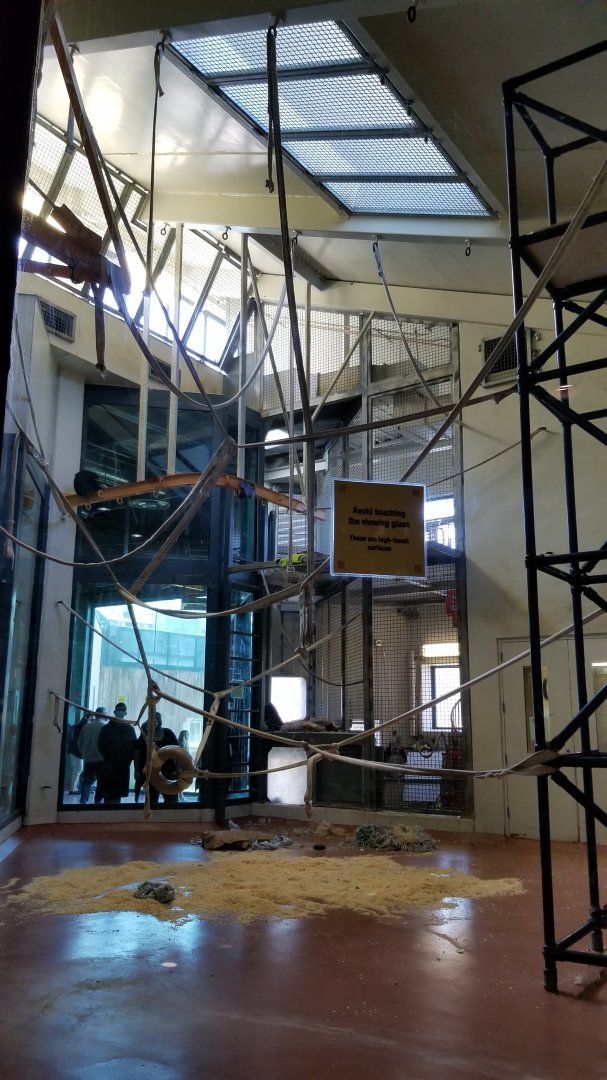 Philly - Orangutan/gibbon indoor area