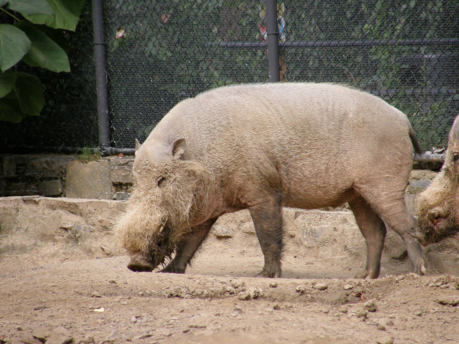 PHILLY PA ZOO 2008 033