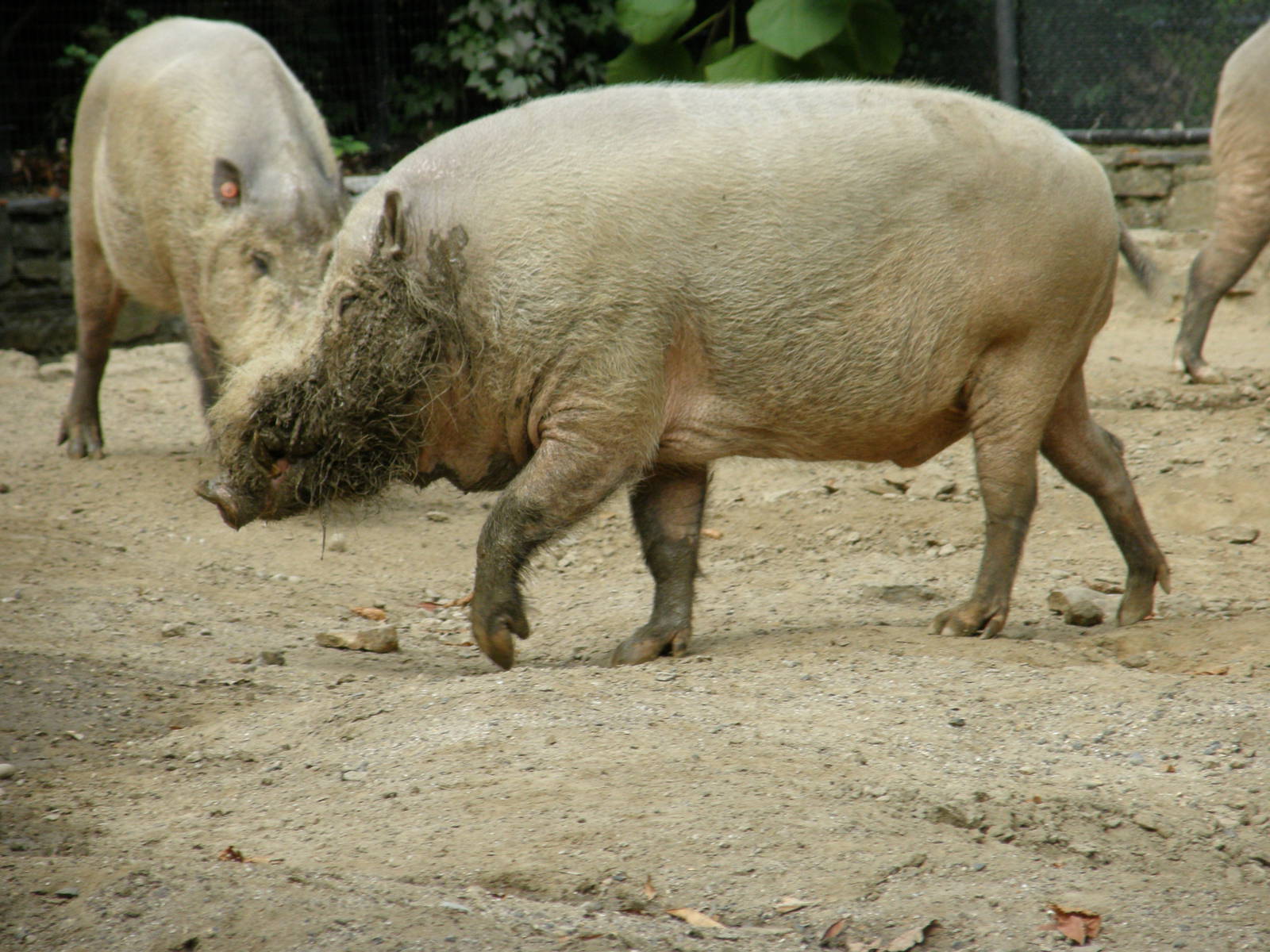 PHILLY PA ZOO 2008 042