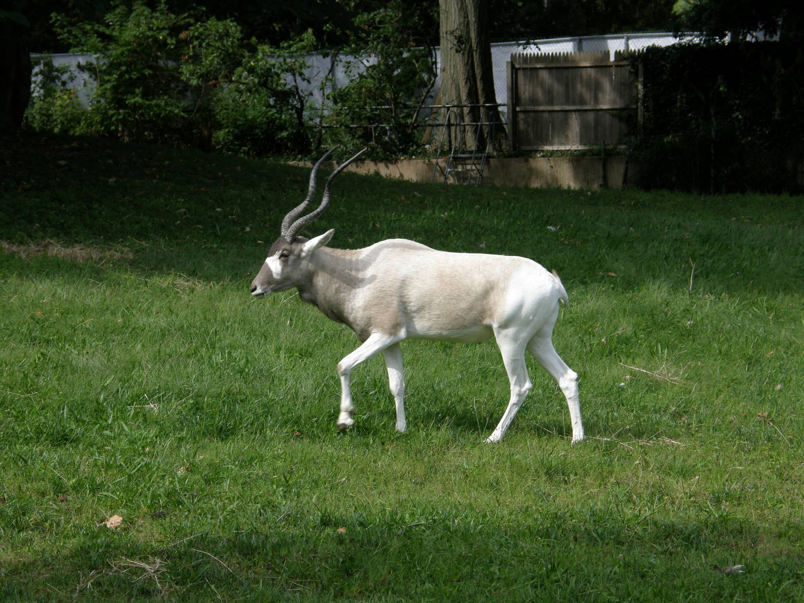PHILLY PA ZOO 2008 047