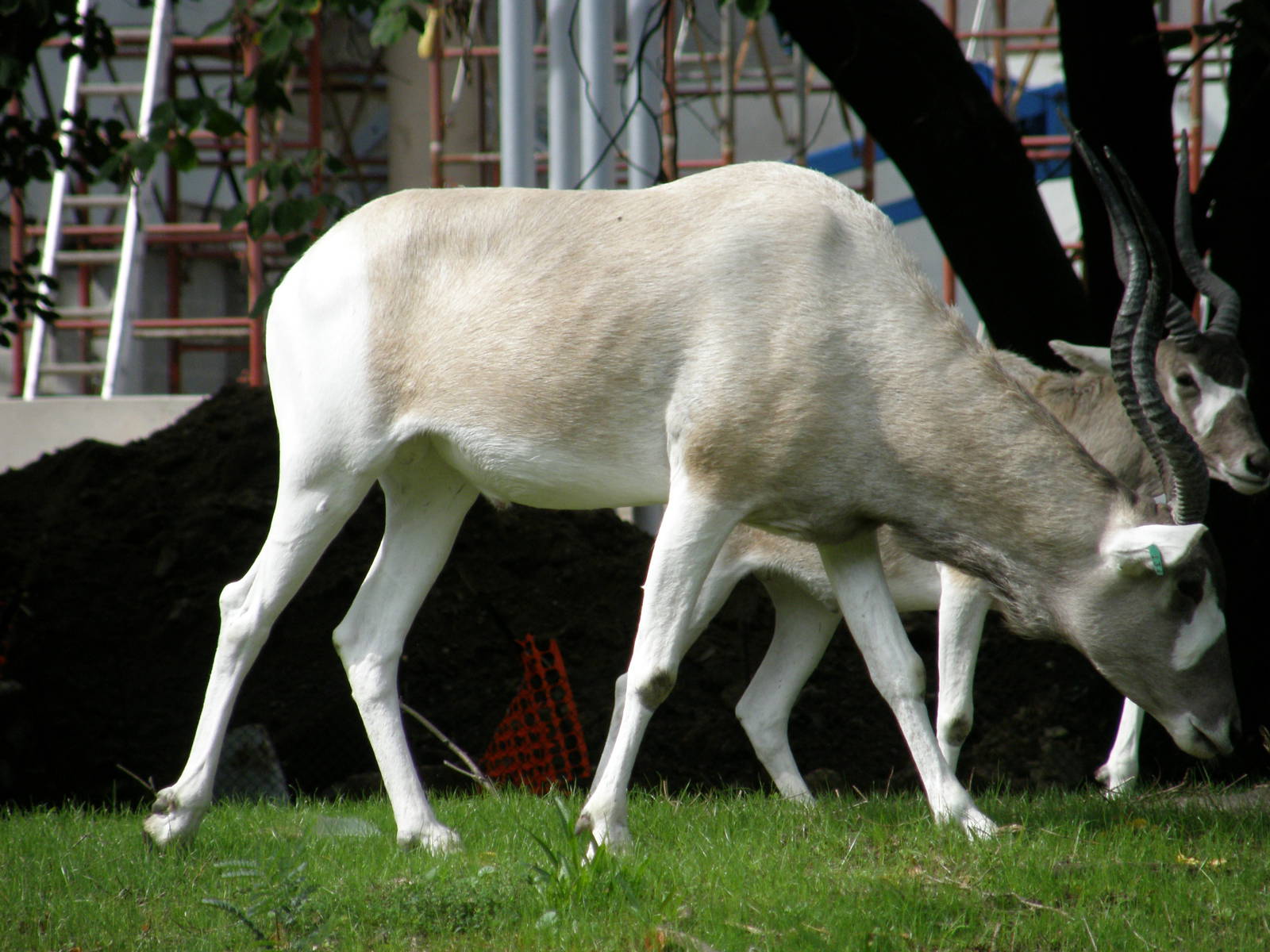 PHILLY PA ZOO 2008 055