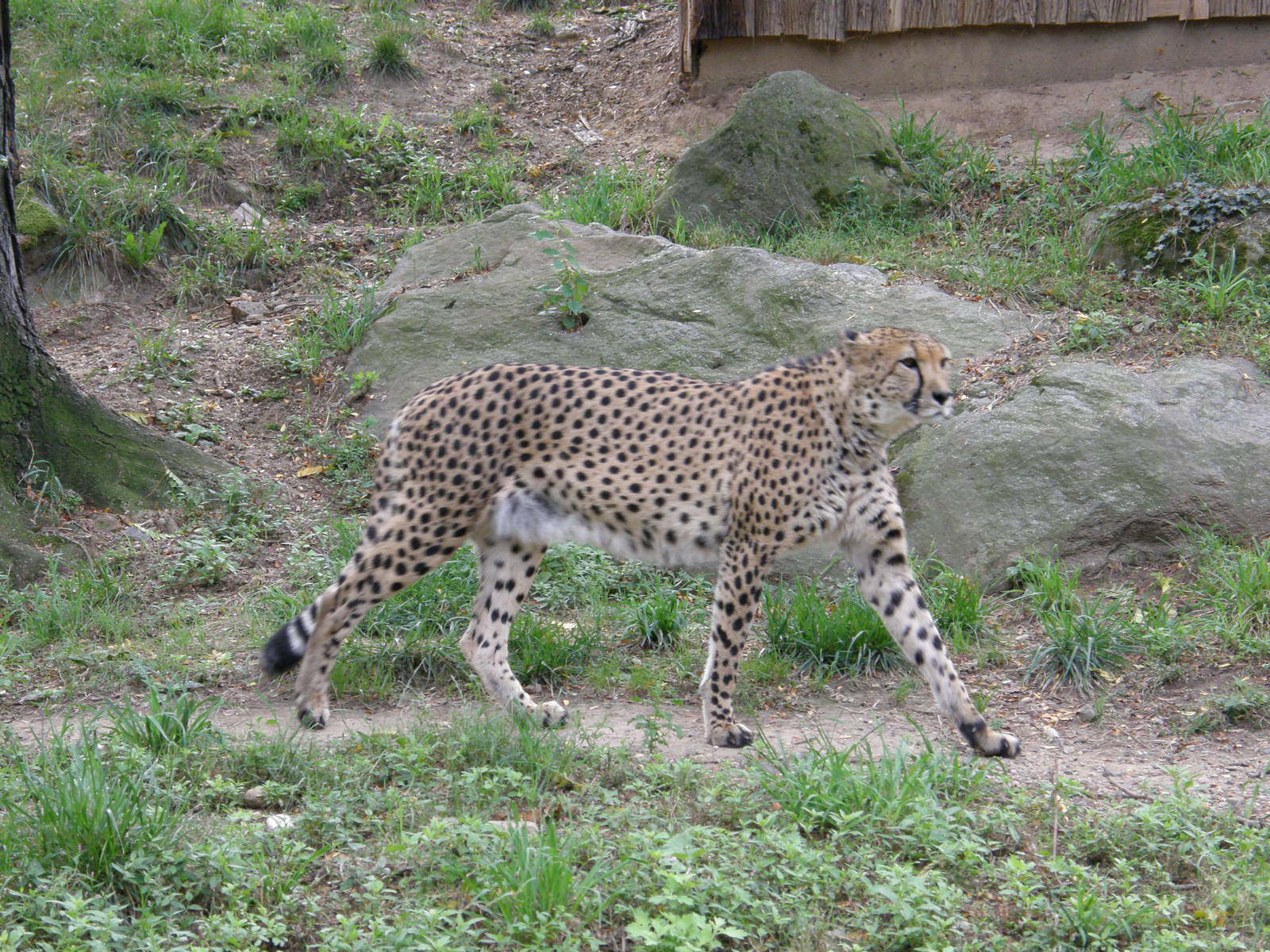 PHILLY PA ZOO 2008 058