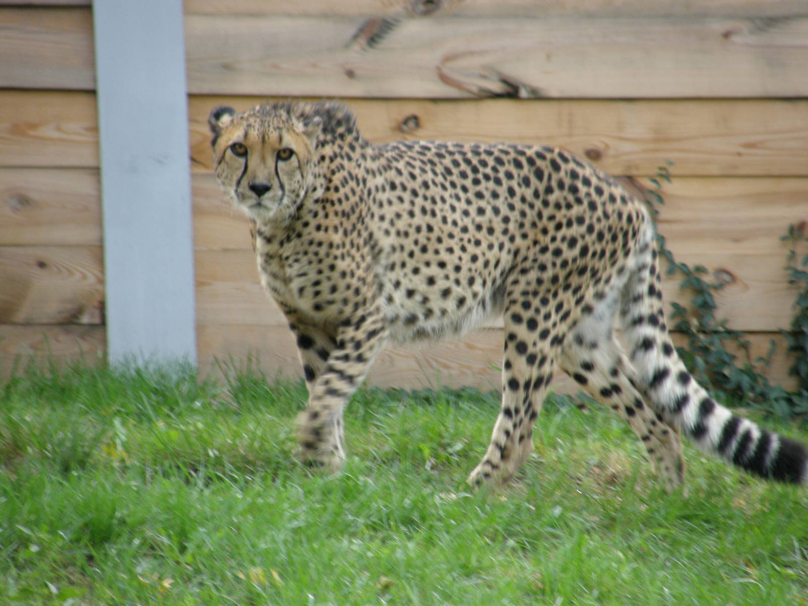 PHILLY PA ZOO 2008 060