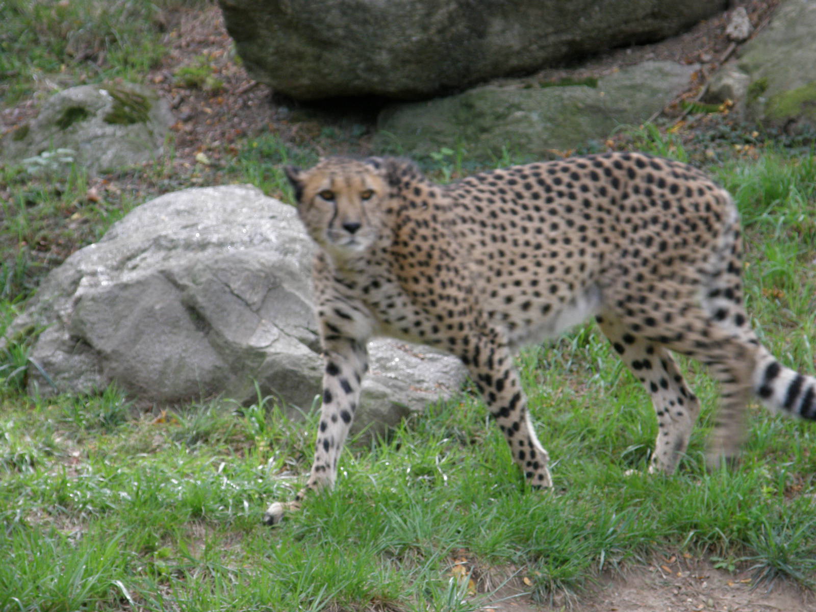 PHILLY PA ZOO 2008 062