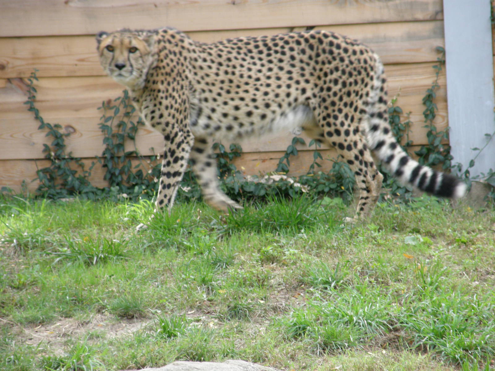 PHILLY PA ZOO 2008 070