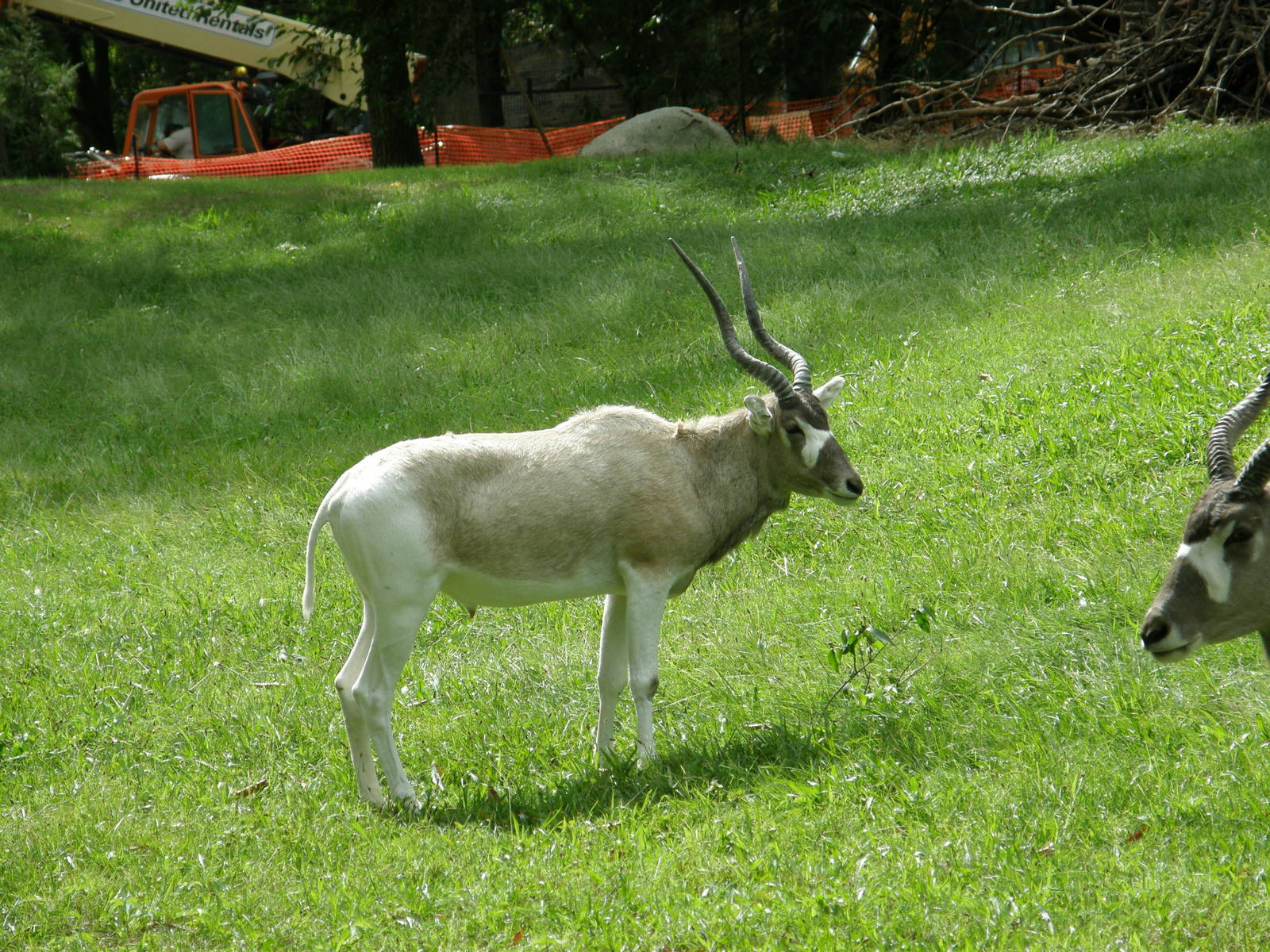 PHILLY PA ZOO 2008 084