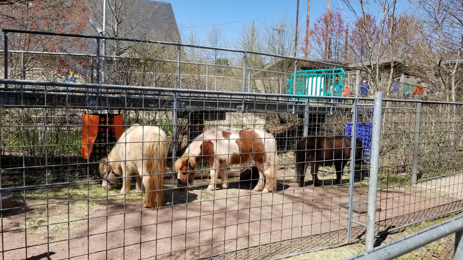 Philly - Ponies in a visible area