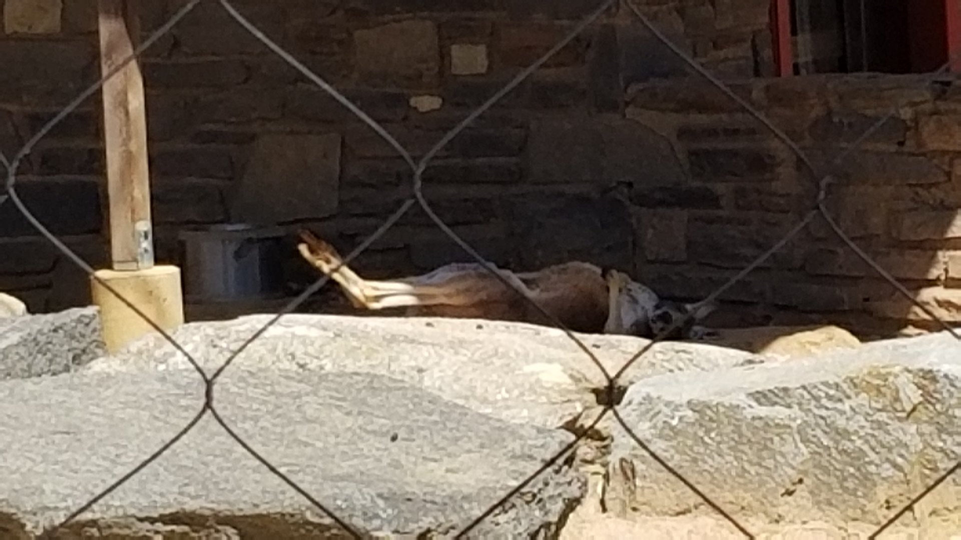 Philly - Red kangaroo scratching his own belly while napping