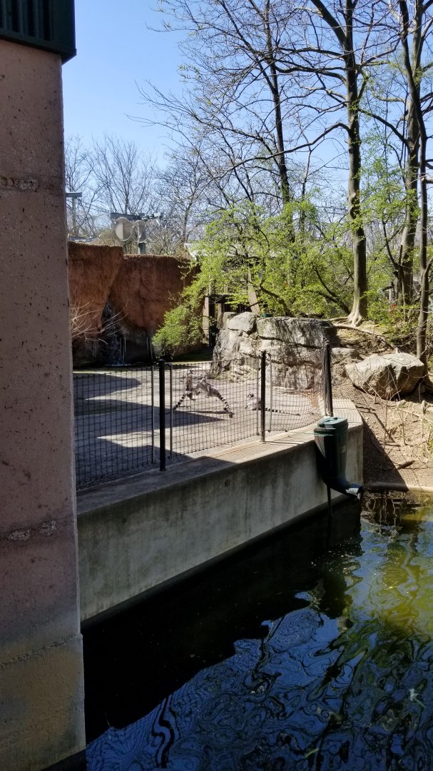 Philly - Ring-tailed lemurs fighting