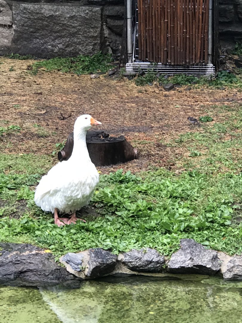 Philly-Sebastopol goose