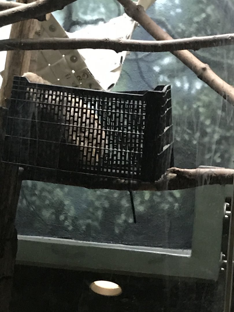 Philly-sloth in basket