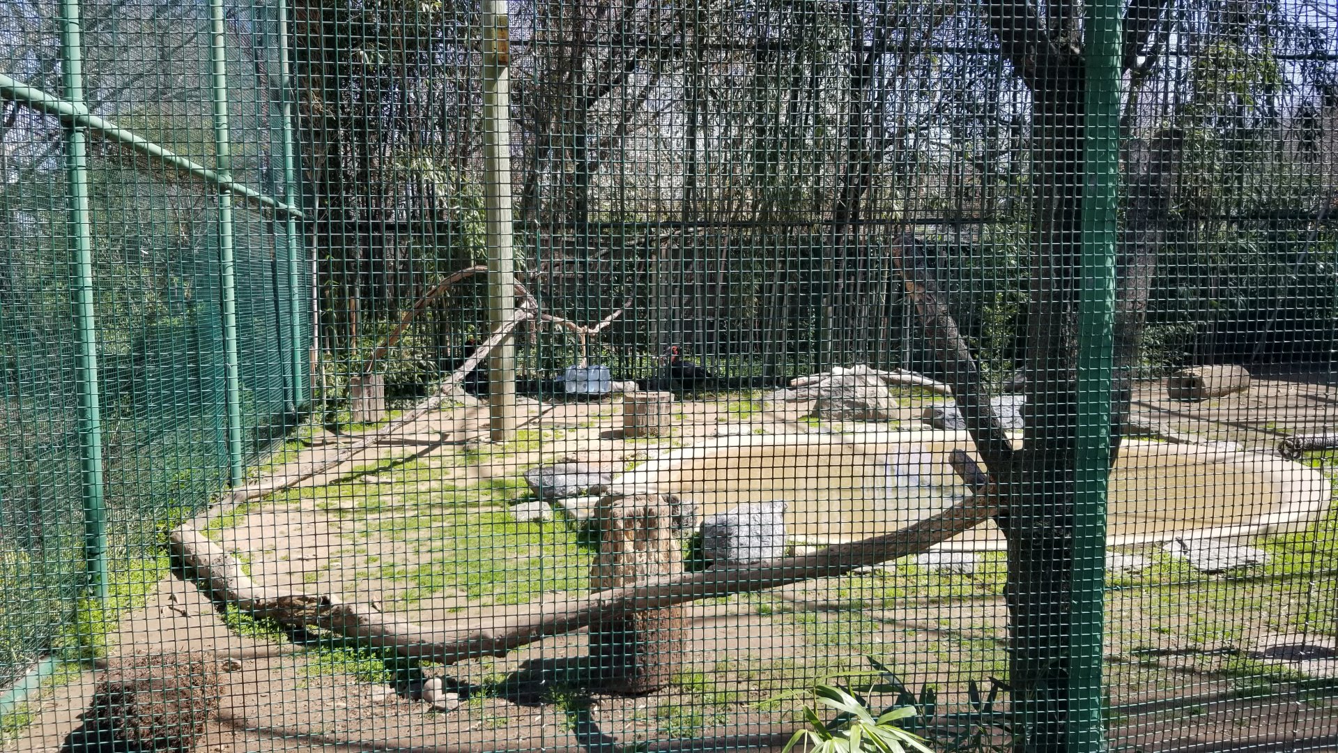 Philly - Southern ground hornbill with glove
