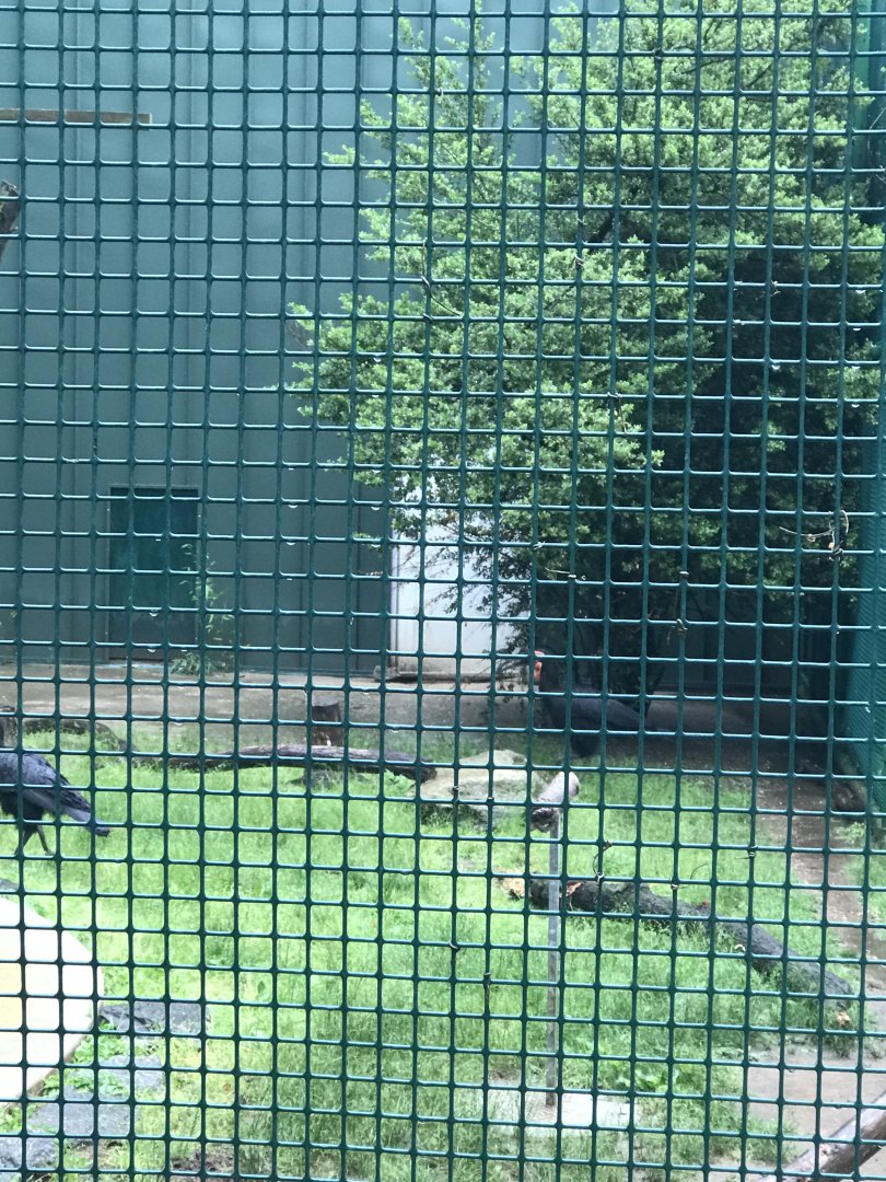 Philly-southern ground hornbills