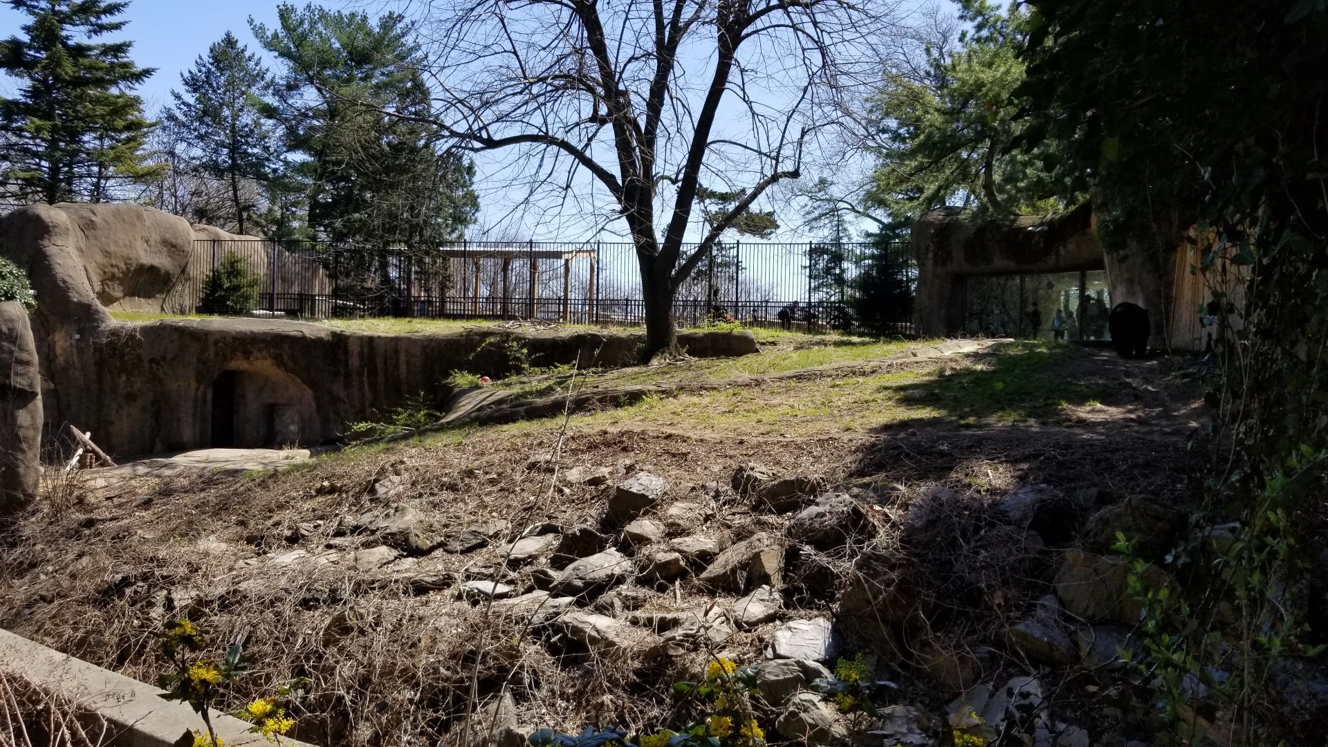 Philly - Spectacled bear exhibit, bear on far right