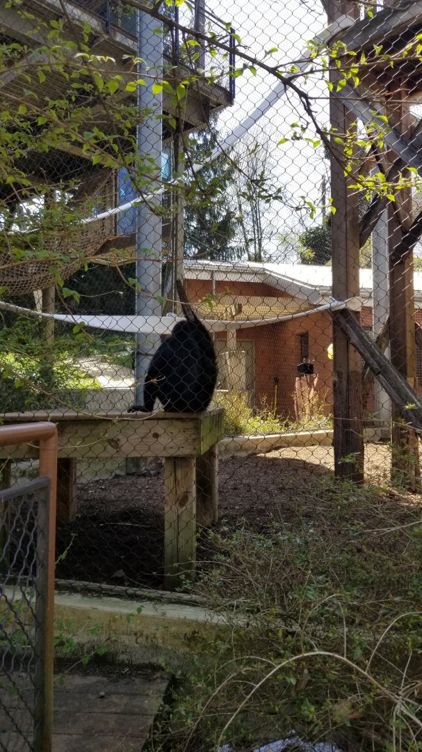 Philly - Spider monkey