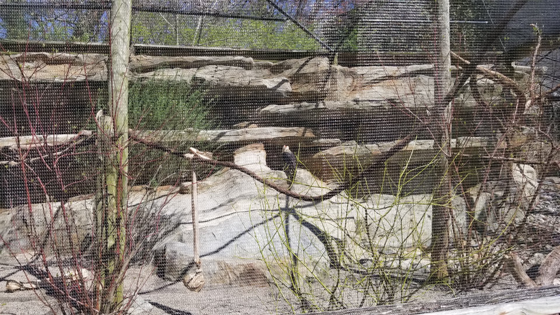 Philly - Turkey vulture exhibit