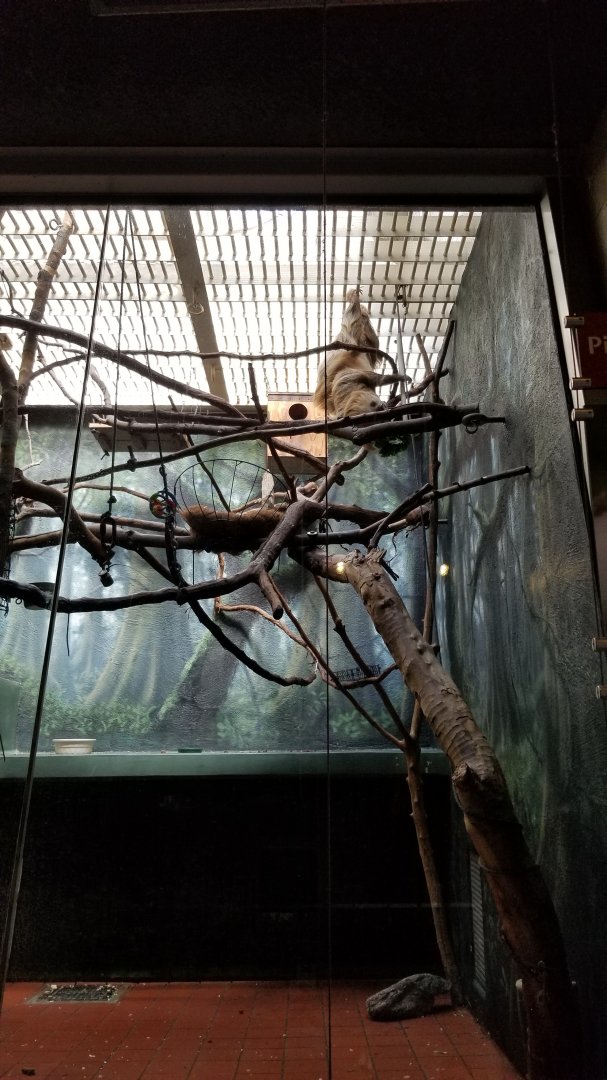 Philly - Upside down hoffman's sloth