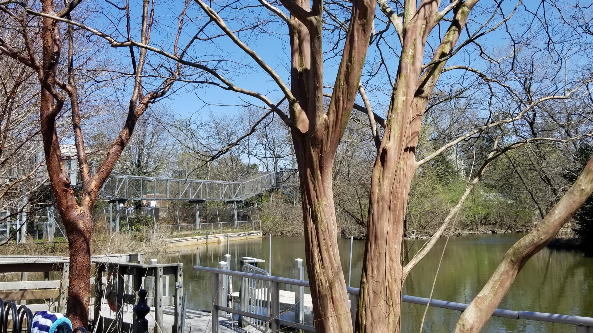 Philly - View of the pond, with gorilla and big cat trails visible