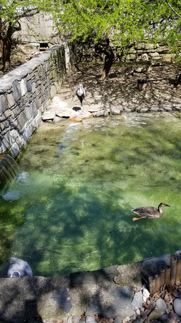Philly - Wattled cranes, ? duck