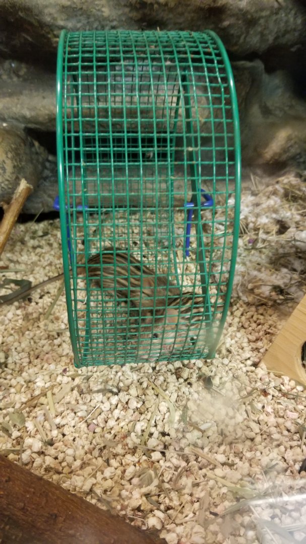 Philly Zoo - Barbary Striped Grass Mice, signed as zebra mice