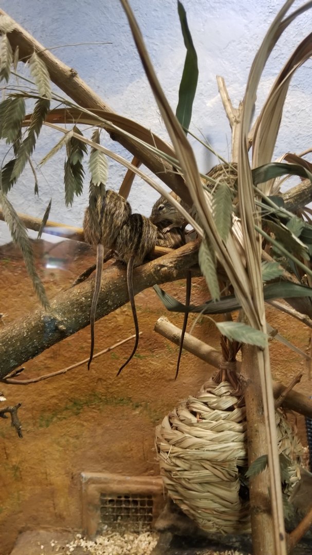 Philly Zoo - Barbary Striped Grass Mice, signed as zebra mice