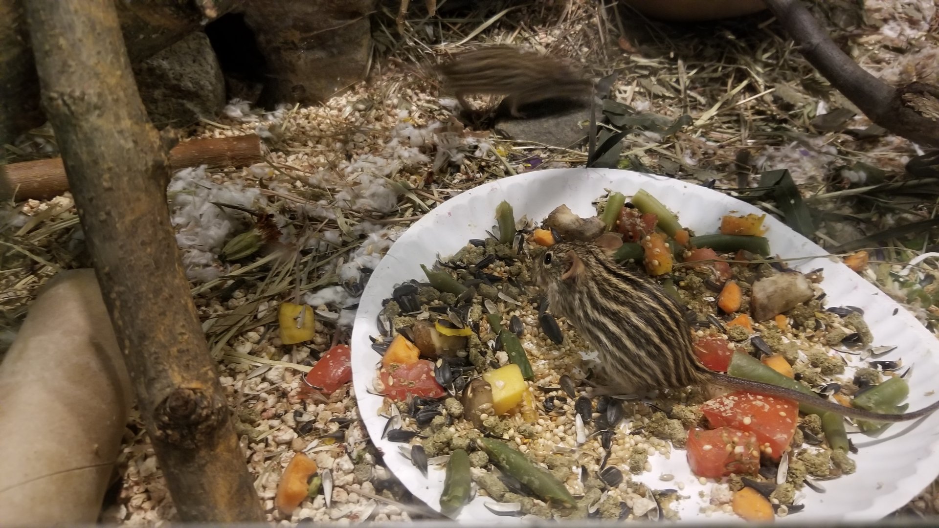 Philly Zoo - Barbary Striped Grass Mice, signed as zebra mice