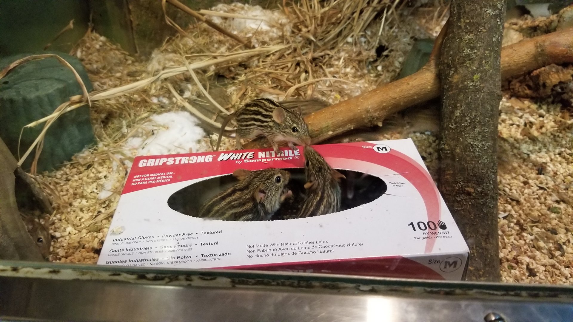 Philly Zoo - Barbary Striped Grass Mice, signed as zebra mice