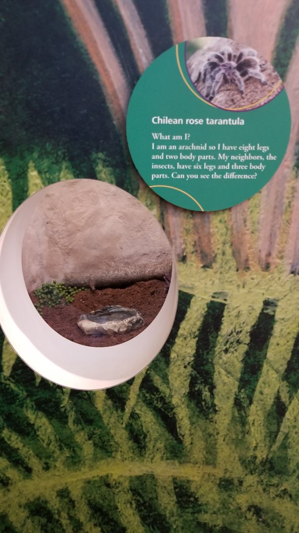 Philly Zoo - Chilean Rose Tarantula