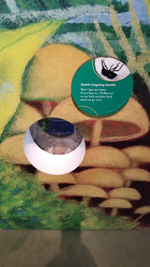Philly Zoo - Death-feigning Beetle