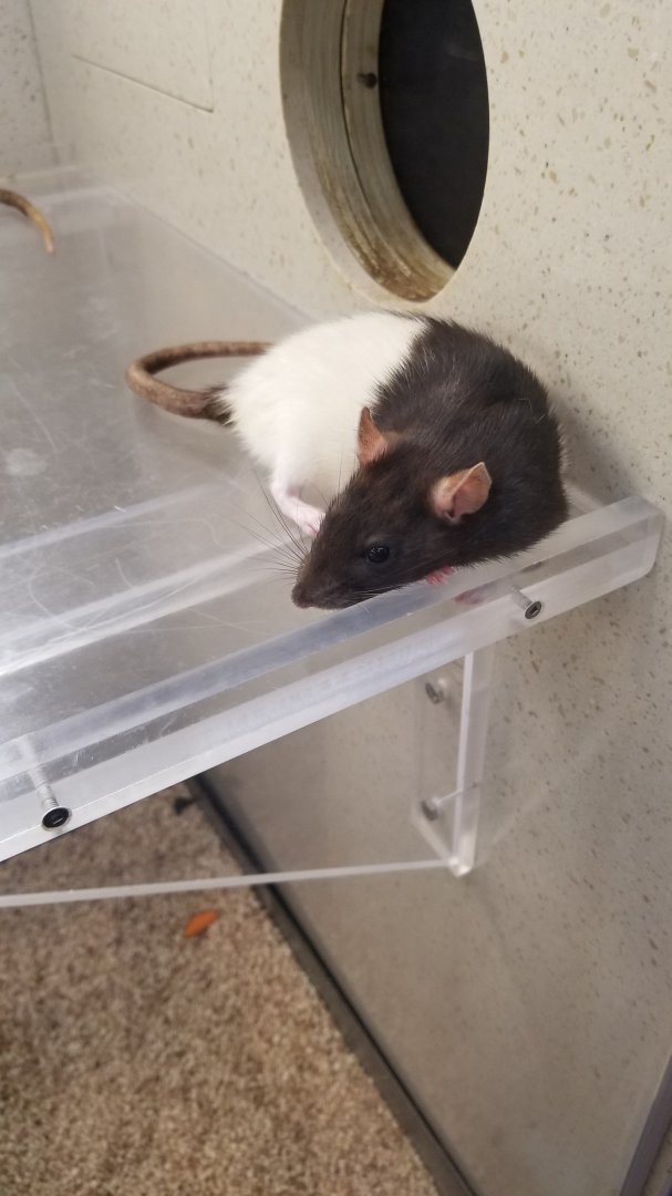 Philly Zoo - domestic rat <3