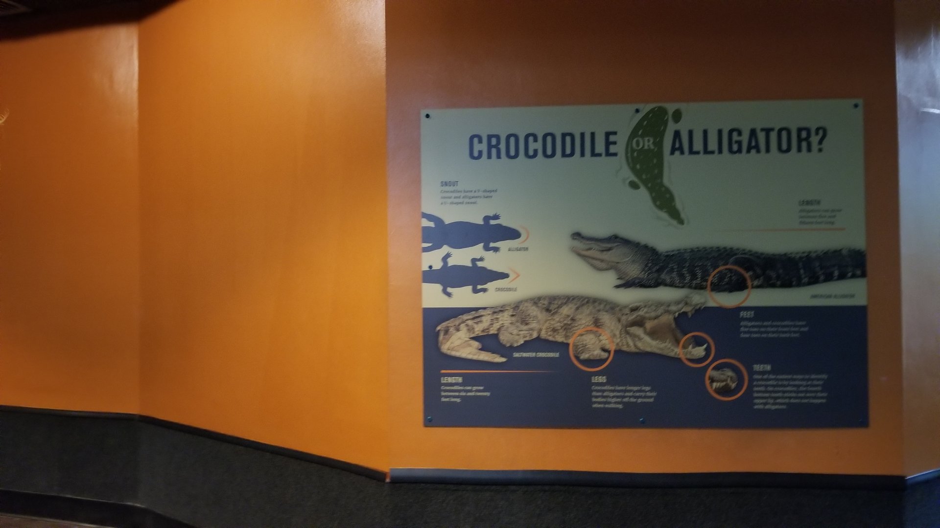 Philly Zoo - former spot for the chinese alligators