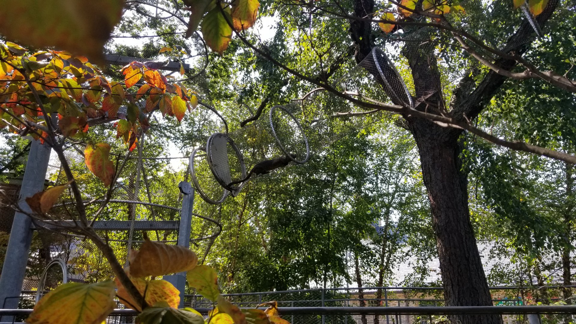 Philly Zoo - Fossa in the zoo360 trail.