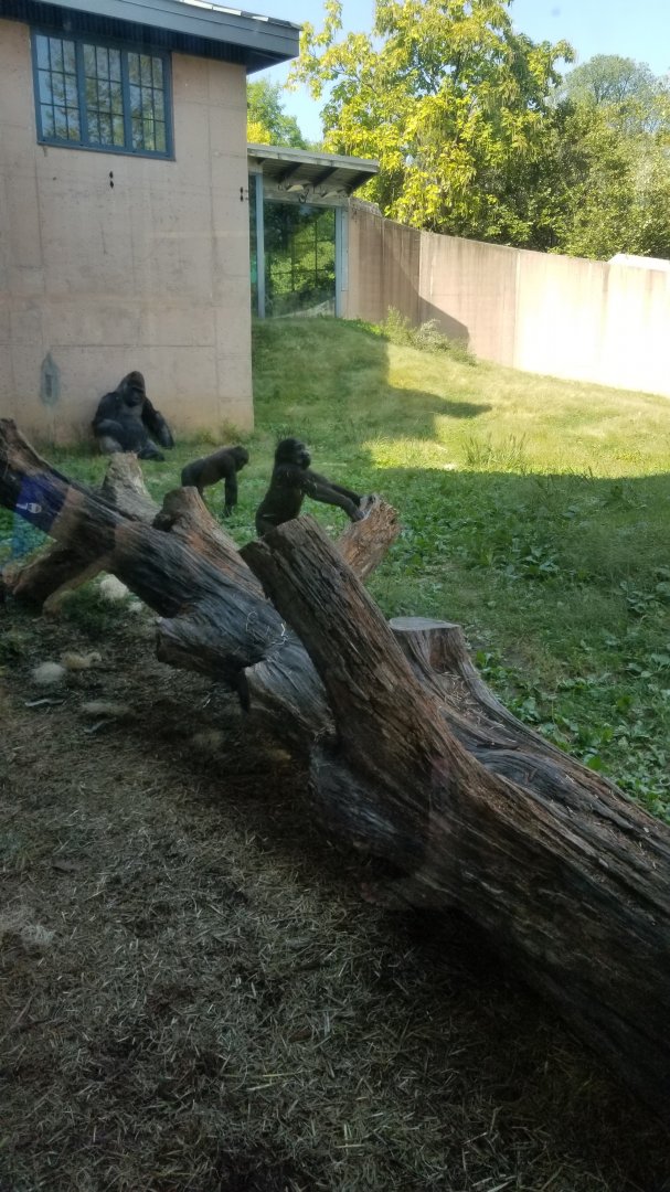 Philly Zoo - Gorilla babies playing