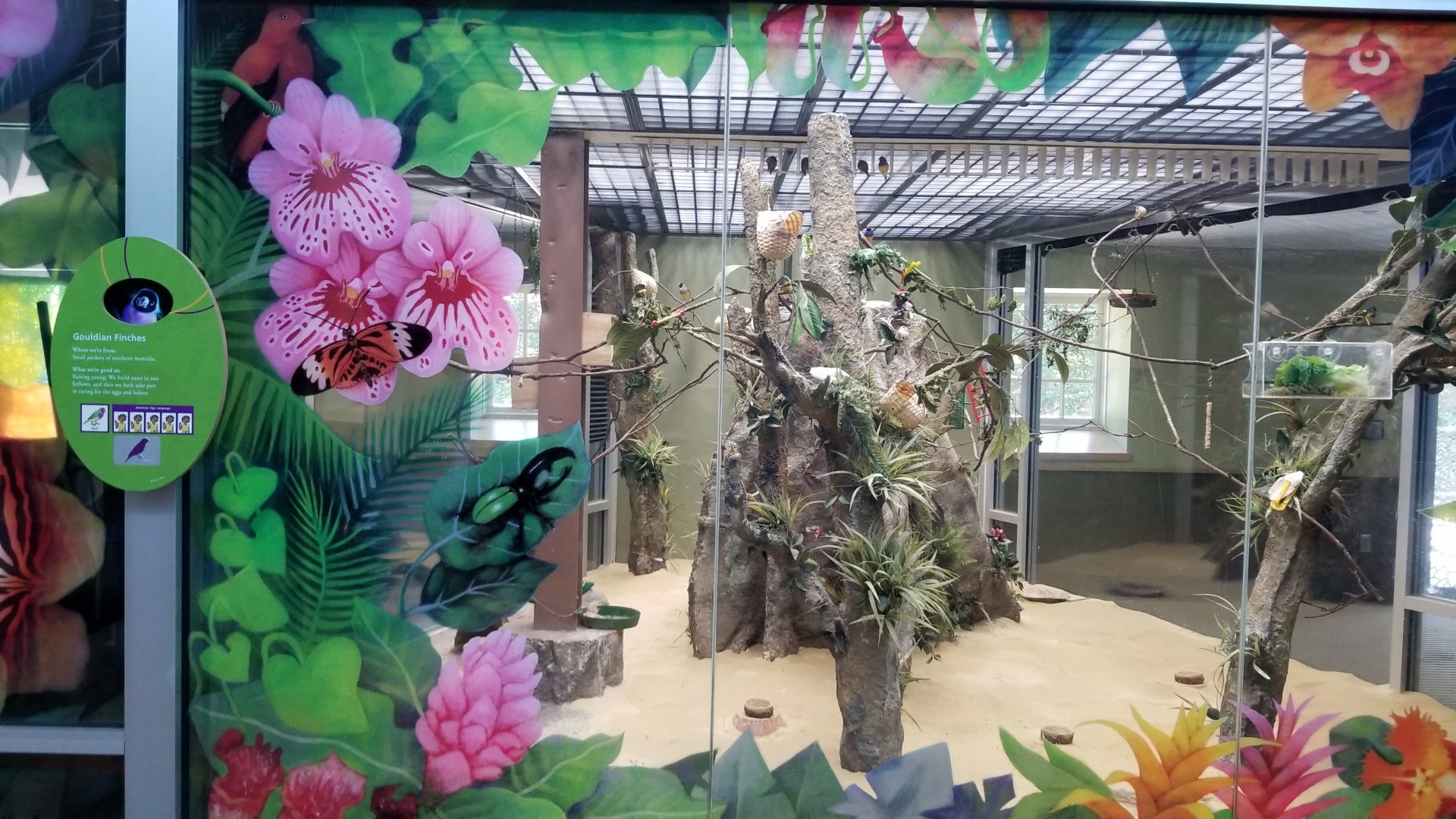 Philly Zoo - Gouldian finches