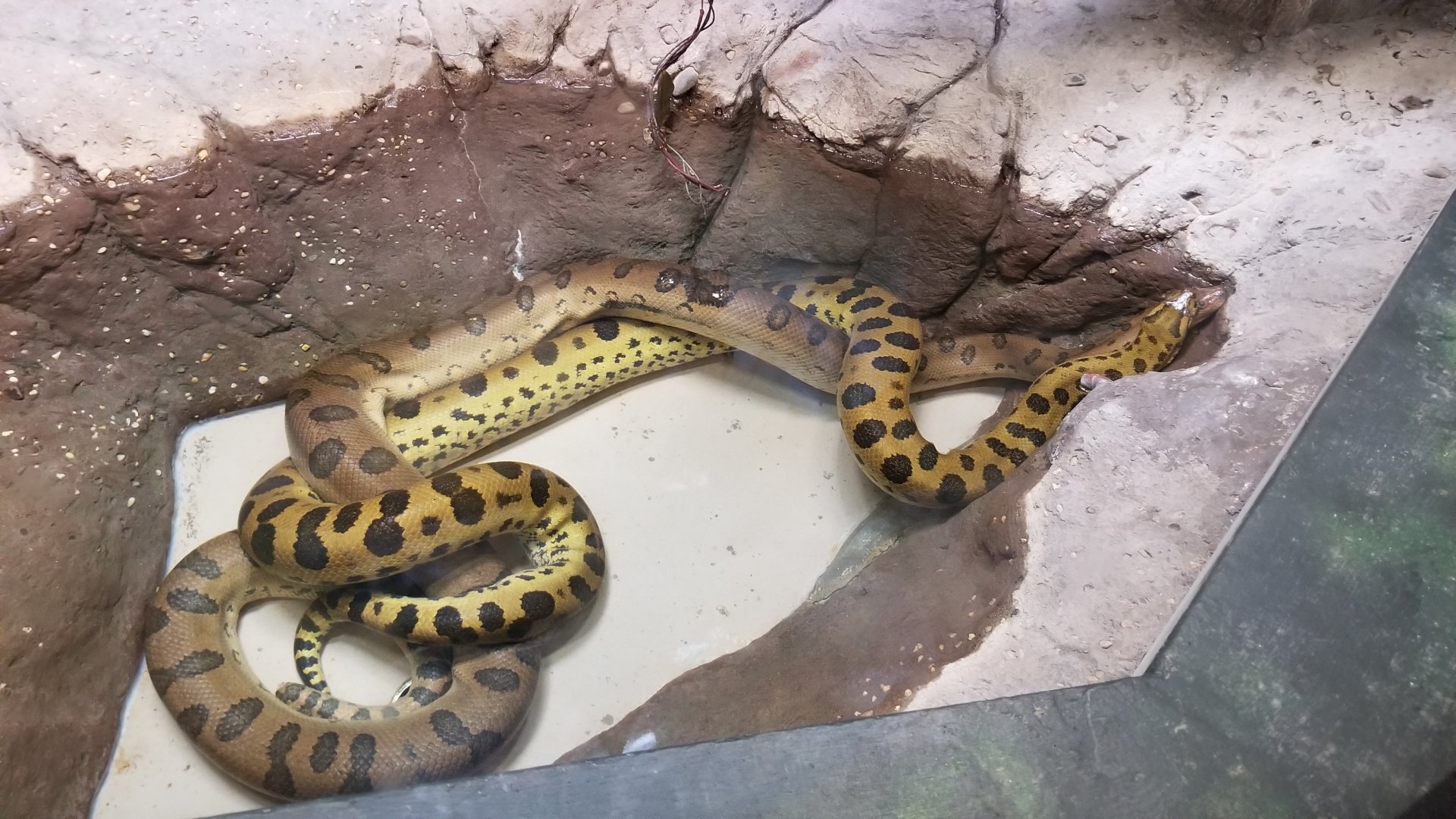 Philly Zoo - Green anacondas